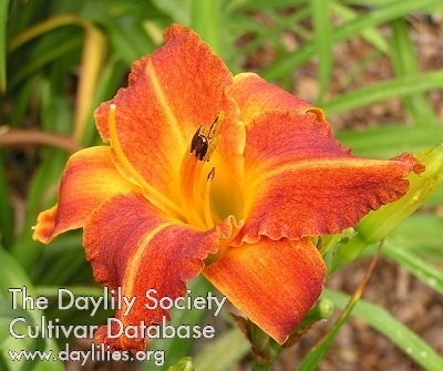 Daylily Freaky Freckles